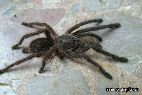 0412_chilobrachys_malay.jpg