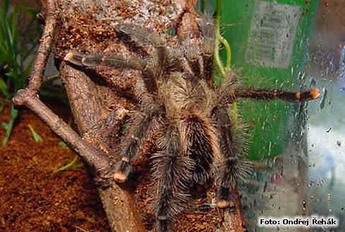 avicularia_sp_f.jpg