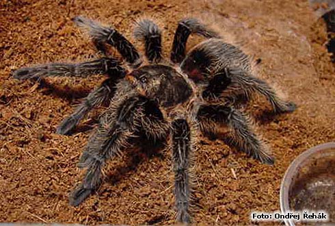 b_albopilosum_f.jpg