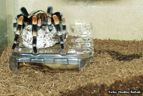 smithi_kokon_2.jpg