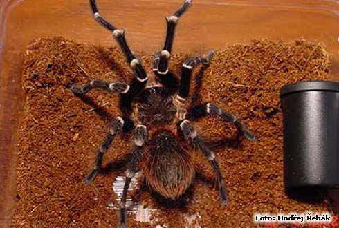 a_geniculata_m.jpg