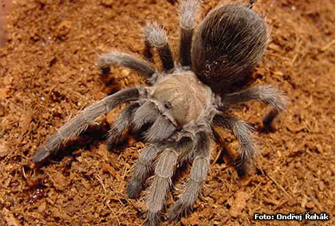 a_smithi.jpg