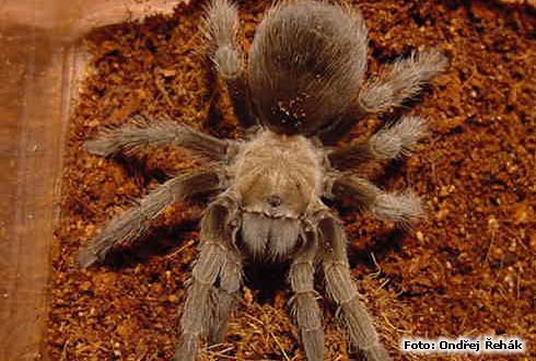 a_smithi_f.jpg