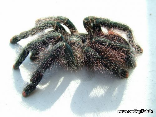 10_08_Avicularia_spec_amazonas_purple2.jpg