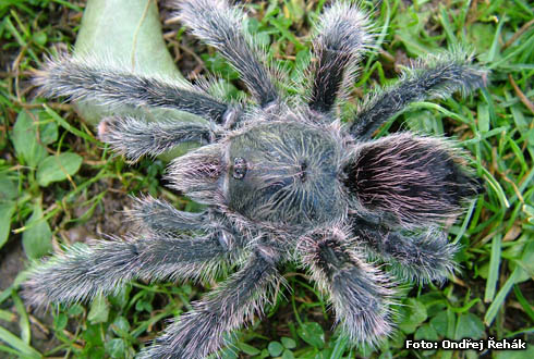 0411_avicularia.jpg